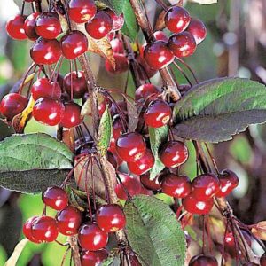 Pommier Royal Beauty : Variété et conseils d’entretien