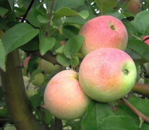 Pommier Spartak : caractéristiques de la variété et entretien