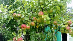 Pommier ‘Michurin’s Memory’ : caractéristiques de la variété et entretien