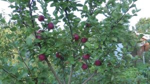 Pommier, cadeau pour les enfants : caractéristiques de la variété et entretien