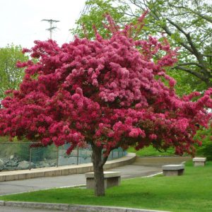 Pommier Makovetsky : caractéristiques de la variété et entretien