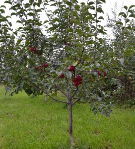 Pommier Kitayka Kerr : caractéristiques de la variété et entretien