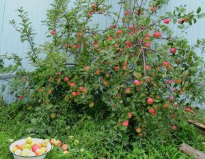 Pommier tapis : caractéristiques de la variété et entretien