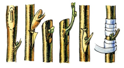 Comment greffer un pommier en été : un guide étape par étape pour les débutants