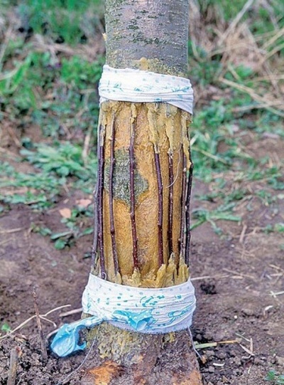 Comment greffer un pommier en été : un guide étape par étape pour les débutants