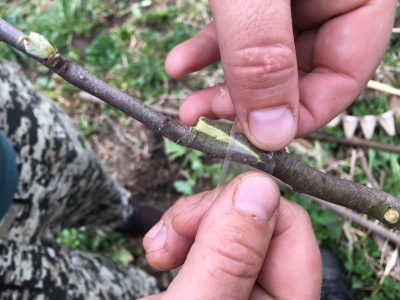 Comment greffer un pommier en été : un guide étape par étape pour les débutants