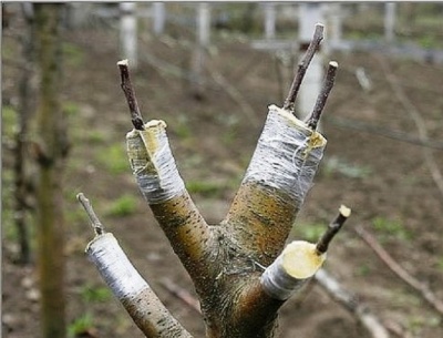 Comment greffer un pommier en été : un guide étape par étape pour les débutants