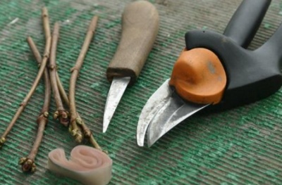 Comment greffer un pommier en été : un guide étape par étape pour les débutants