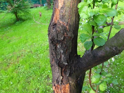 L'écorce et le tronc d'un pommier noircissent : quelle en est la cause et que faire ?