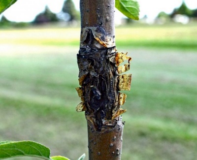 L'écorce et le tronc d'un pommier noircissent : quelle en est la cause et que faire ?