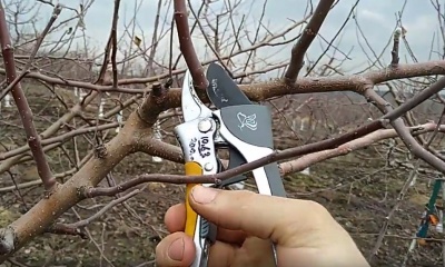 L'écorce et le tronc d'un pommier noircissent : quelle en est la cause et que faire ?