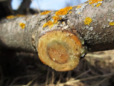 L'écorce et le tronc d'un pommier noircissent : quelle en est la cause et que faire ?