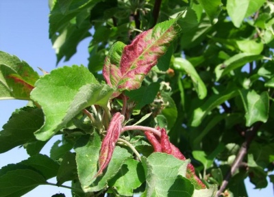 Taches rouges sur les feuilles de pommier : que faire et comment traiter les arbres
