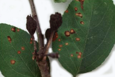 Taches rouges sur les feuilles de pommier : que faire et comment traiter les arbres