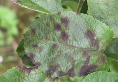 Champignons du pommier : que faire et comment traiter les arbres contre cette maladie