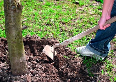 Champignons du pommier : que faire et comment traiter les arbres contre cette maladie