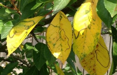 Que faire si les feuilles d'un pommier jaunissent ?