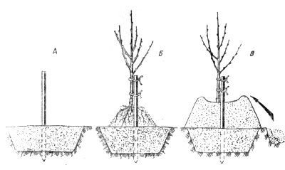 Comment planter un pommier si la nappe phréatique est proche : règles importantes pour une bonne récolte