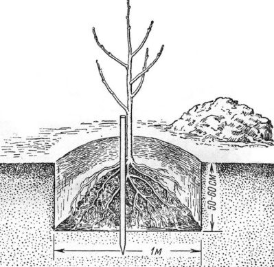 Comment planter un pommier si la nappe phréatique est proche : règles importantes pour une bonne récolte