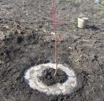Comment planter un pommier si la nappe phréatique est proche : règles importantes pour une bonne récolte