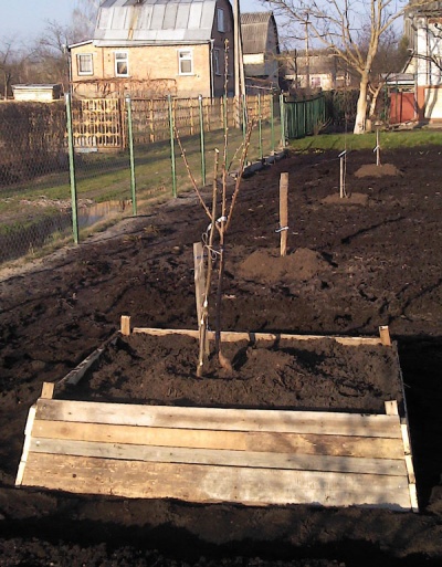 Comment planter un pommier si la nappe phréatique est proche : règles importantes pour une bonne récolte