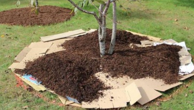 Comment planter un pommier si la nappe phréatique est proche : règles importantes pour une bonne récolte