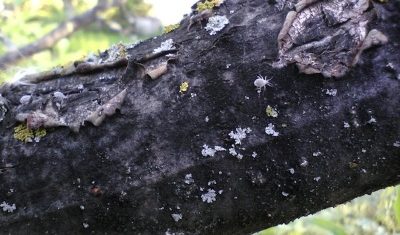 Cancer du pommier noir : photos, symptômes et traitement