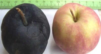 Cancer du pommier noir : photos, symptômes et traitement