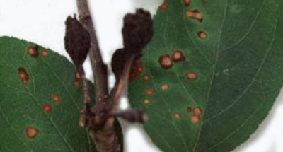 Cancer du pommier noir : photos, symptômes et traitement