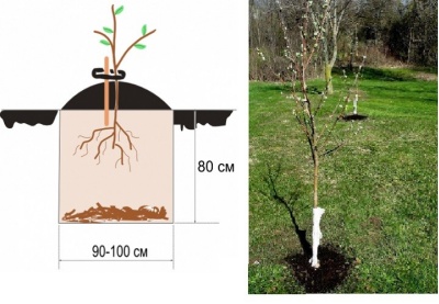 Comment planter des pommiers et des poiriers au printemps : règles, distances, méthodes