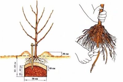 Comment planter des pommiers et des poiriers au printemps : règles, distances, méthodes