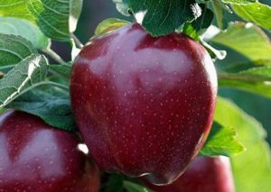 Quel est le poids d'une pomme : moyenne, grosse, petite ?