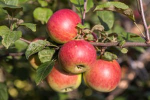 Pommier Steppe Beauty : caractéristiques de la variété et entretien