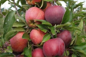 Pommier « Bonne Nouvelle » : caractéristiques de la variété et entretien