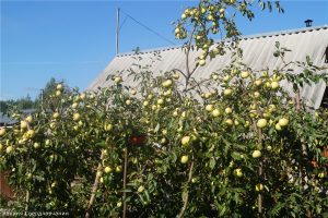 Pommier Sverdlovchanin : caractéristiques de la variété et entretien