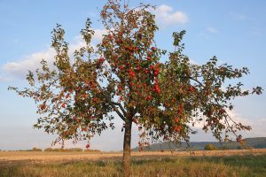Pommier Steppe Beauty : caractéristiques de la variété et entretien