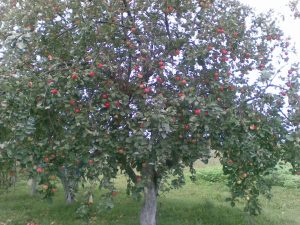 Pommier Cannelle Nouveau : caractéristiques de la variété et entretien