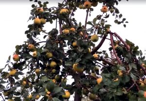 Pommier Kashtel : caractéristiques de la variété et entretien