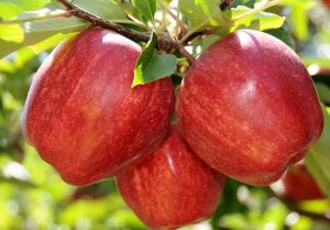 Pommier Gala Royal : caractéristiques de la variété et entretien