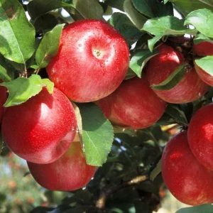 Pommier Gala Mast : caractéristiques de la variété et entretien