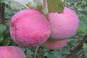 Pommier d'aloès de Bryansk : caractéristiques de la variété et entretien