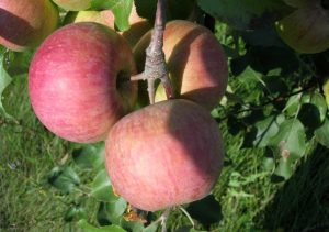 Pommier rose Bryanskoye : caractéristiques et entretien de la variété