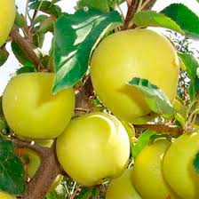 Pommier jaune Arkad : variété et conseils d’entretien