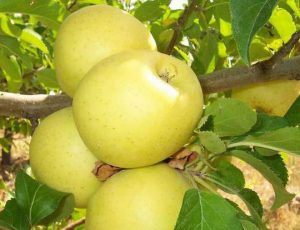 Pommier sucrier Arkad : Variété, caractéristiques et entretien