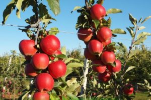 Pommier Gala Mast : caractéristiques de la variété et entretien