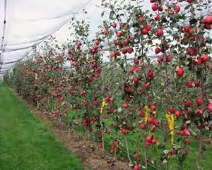 Pommier Red Catty : Variété, caractéristiques et entretien