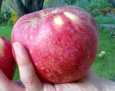 Comment couper les pommes pour le séchage : la forme, l’épaisseur et la taille idéales des morceaux