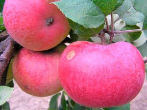 Pommier rose Arkad : Variété, caractéristiques et entretien