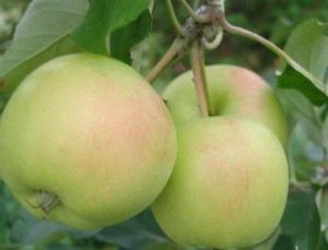 Pommier Arkad Biryukov : caractéristiques de la variété et entretien