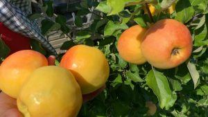 Pommier Antonovka Golden : Variété, caractéristiques et entretien